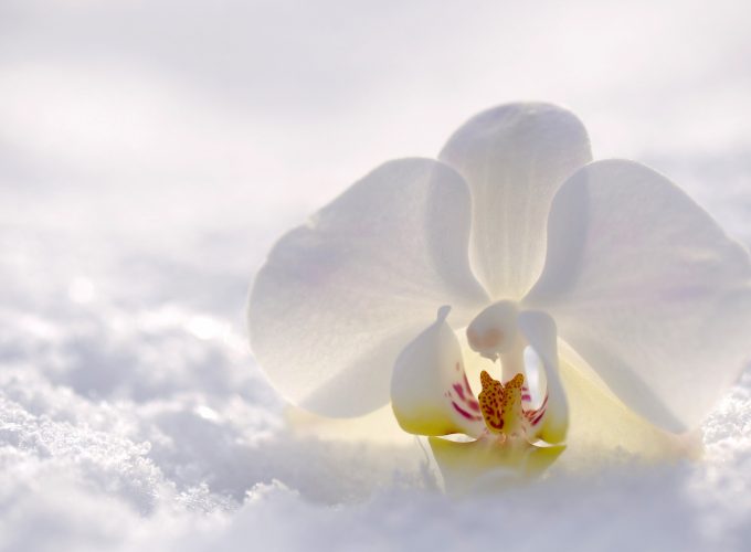 Stock Images orchid, flower, snow, winter, white, 4k, Stock Images 608442809